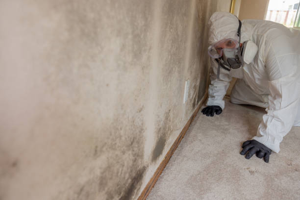 Best Commercial Mold Inspection  in Pink, OK